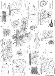 Image result for Megalastrum lanuginosum