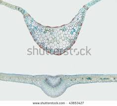 Leaf Cross Section Dicot Vs Monocot Microscopic Photography Stem Structure Photo