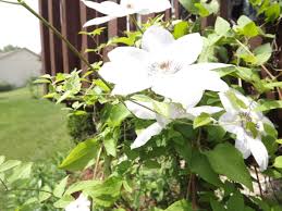 Maybe you would like to learn more about one of these? How To Plant And Grow Clematis Vines Dengarden
