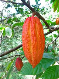 Pin On Curious Fruits