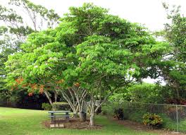 Image result for Bauhinia monandra