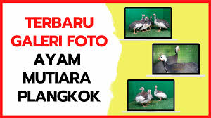 Galeri Foto Ayam Mutiara Plangkok Terbaru Ayam Mutiara Galeri