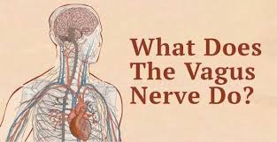 What Does The Vagus Nerve Do Discover How To Naturally Stimulate The Communication Superhighway Linking The Conscious Unconscio Vagus Nerve Nerve Hypnosis
