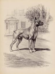 Antique Boxer Print Of A Boxer Edwin Megargee Dog Illustration Etsy In 2021 Boxer Dogs Vintage Boxer Dog Lovers Birthday