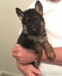 Litter Of 5 German Shepherd Dog Puppies For Sale In Duluth Ga Adn 30158 On Puppyfinder Co German Shepard Puppies German Shepherd Dogs German Shepherd Puppies