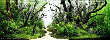 358 sales | 4.5 out of 5 stars. Aga 2012 Aquascaping Contest 31
