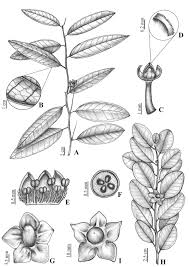 Image result for Heisteria