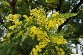 Questa foto è una foto di albero in fiore, fiori, tempo di primavera. L Albero Della Primavera Un Esplosione Di Fiori La Luna Di Carta Bambini Liberi Di Imparare