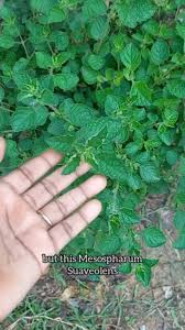 Image result for Mesosphaerum