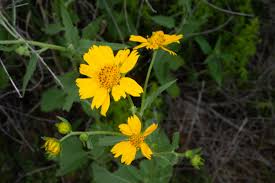 Image result for Verbesina encelioides