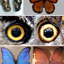 Use Of Colour And Patterns That Butterflies Apply A Shiny Pupae Of Download Scientific Diagram Other crabs of the pacific are not so lucky, as these brightly coloured markings are beautiful, but they also serve an important function. butterflies apply a shiny pupae