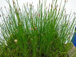 Image result for Eleocharis variegata
