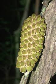 Image result for Pyrenacantha kirkii