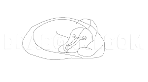 Here is a very familiar looking step. How To Draw A Curled Up Puppy Step By Step Drawing Guide By Catcat49 Dragoart Com