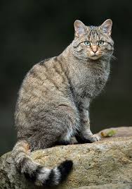 20 redkih dikih koshek o kotoryh vy skoree vsego ne znali bezdomnye koty polosatye koshki smeshnye koshki