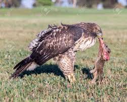 Central office has two new job openings. Juvenile Red Tailed Hawk Feeding On Dead Squirrel Santa Clara County California Usa Lizenzfreie Fotos Bilder Und Stock Fotografie Image 153850125