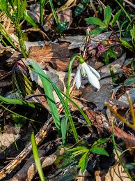 Image result for ghiocel