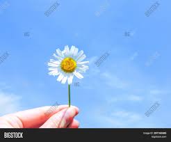 Visit our shop today to view our collections. Natural Red Roses Image Photo Free Trial Bigstock