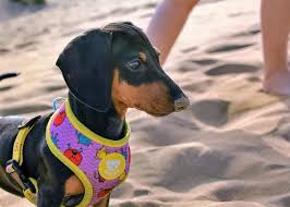 Postroje pro psy, vodítka pro psy, obojky pro psy od dukier ⭐ top nabídka dukier na onlineshop.cz včetně příslušenství. Arnes Dukier Gublog