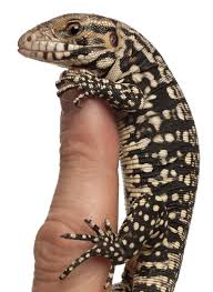 tegu lizard housing and care information