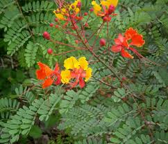 Image result for Caesalpinia