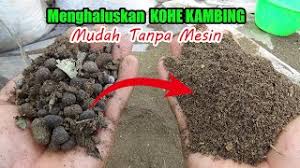 Untuk bahan yang mungkin harus kamu beli atau persiapkan terlebih dahulu adalah totole—penyedap kaldu jamur, pilihan lebih sehat yang menggantikan penggunaan monosodium glutamate (msg) yang tidak baik untuk tubuh. Pupuk Baja Kambing Kotoran Kambing Di Taman Pengkomposan