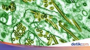 10 Macam Macam Virus Yang Perlu Kamu Tahu