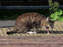 All animals need water, but when your senior pet is drinking more water than usual, it could be a sign of a disease. Why Is My Cat Vomiting Learn Why Cats Vomit Your Vet Online