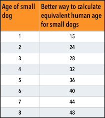 Morkie Years To Human Years About Morkies