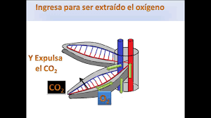 Animales que respiran a través de branquiastiburón atún manta rallas bacalao velugo esturión pez gato cangrejos langostas medusas camarones estos son animales vertebrados que al inicio de suvida, tienen respiración por la piel, especialmente cuando acaban de salir del huevo pasando a la. Especies Acuaticas Que Respiran Similar A Los Seres Humanos
