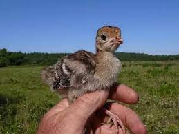 Find an answer to your question ✅ what is a female turkey called? What Do You Call A Baby Turkey Quora