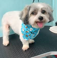 Cute Tails Spa LLC added a new photo.