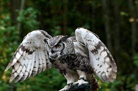 great horned owl yirtici kuslar owl kus