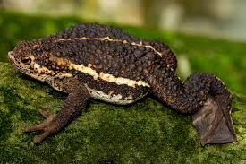 Image result for Pseudospondias