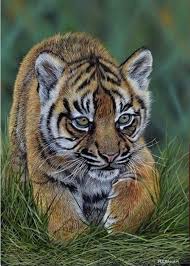 Pin By Charles Youngblood On Animales Leopard Painting Tiger Artwork Realistic Animal Drawings