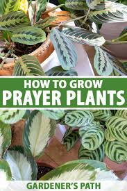 If a cat eats a leaf from a prayer plant is it poisonous to him are prayer plants poisonous to cats it's who ate a tiny bit of a pothos leaf! How To Grow And Care For Prayer Plants Gardener S Path