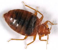 Image result for Cimex Lectularius L