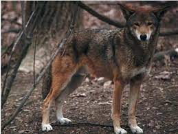 Only In Louisiana The Endangered Red Wolf Reproduced By Permission Of Photo Endangered Animals Animals Wild Dogs