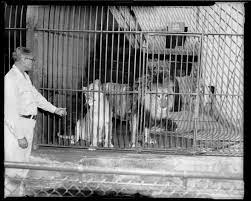 Man Standing In Front Of Lion Cage With Male And Female Lions Likely At Pittsburgh Zoo 1950 1970 Female Lion Pittsburgh Zoo Zoo