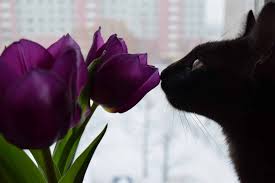 Poisonous Plants For Cats And Safe Alternatives The Dog People By Rover Com
