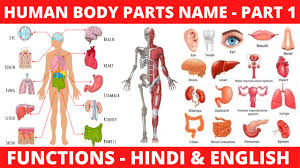 ⬤ our internal organs in english. Premend Facebook