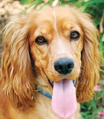 Cocker Spaniel