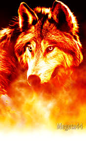 The Beautiful Wolf Wolf Wallpaper Wolf Background Wolf