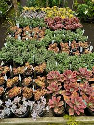 Image result for Rinorea laurentii