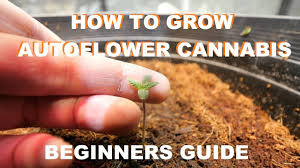 While there is no set answer to growing a business online, following these tips is sure to put you on the right track. How To Start Growing Autoflower Cannabis Drautoflowers Beginners Guide Youtube