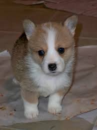 Try contacting minnesota dog rescue groups that help all breeds. Nistler S Farm Corgis Nistler S Farm Corgis