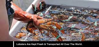 Is There A Difference Between Maine And Canadian Lobsters
