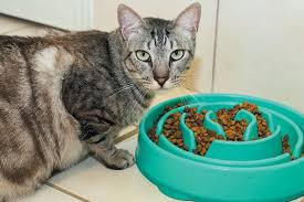 The cat tree with feeding station forces your cat to pull out dry food which stimulates their instincts and makes them work wet cat food dispenser feeder. A Hungry Cat With A Puzzle Feeder Cat Food Best Cat Food Instinct Cat Food