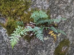 Image result for Asplenium goetzei