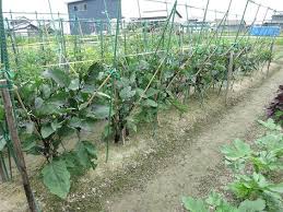 ナスの葉切り これで大収穫間違いなし ヒゲおやじの気まま流野菜づくり日記